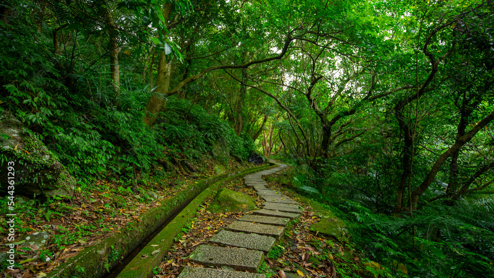 Obraz premium alley, slate, paved, forest trail, shade, clean, cool