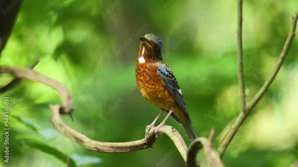 White-throated rock-Thrush male bird perched on a tree branch. White-throated rock-Thrush male bird perched on a tree branch.