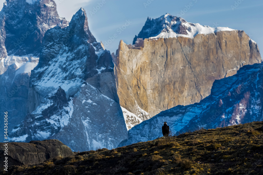 Andean Condor ,Torres del Paine National Park, Patagonia, Chile.