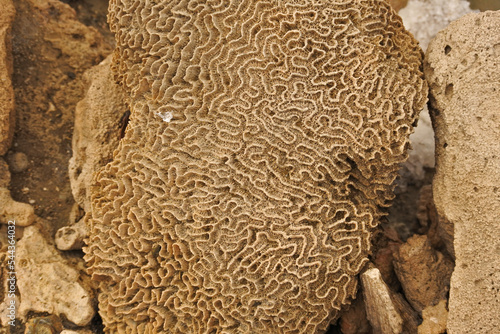close up of dried coral at a salt marsh