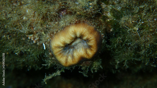 Scarlet coral or pig-tooth coral, european star coral (Balanophyllia (Balanophyllia) europaea) close-up undersea, Aegean Sea, Greece, Halkidiki
 photo
