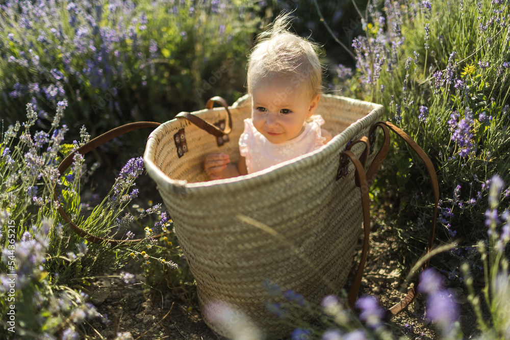 beautiful happy girl sitting in a basket in a blooming lavender field