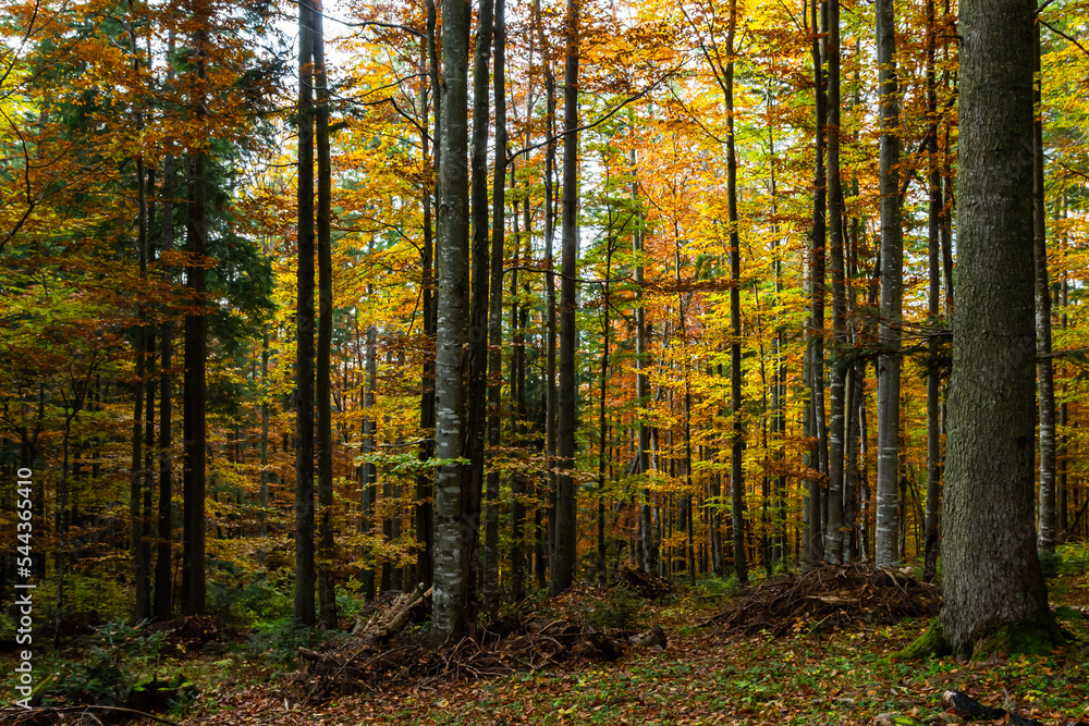 Obraz premium Tall trees of the Carpathian forests, nature reserve in the Carpathians, Ukrainian forests and reserves. Autumn landscape in the forest