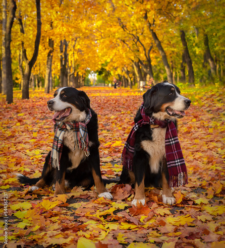 Bernese mountain dog in autumn park with yellow leaves.
Sennenhunds in scarves among the fallen leaves in the park.
Two Mountain Dogs for a walk in the autumn forest.
 photo