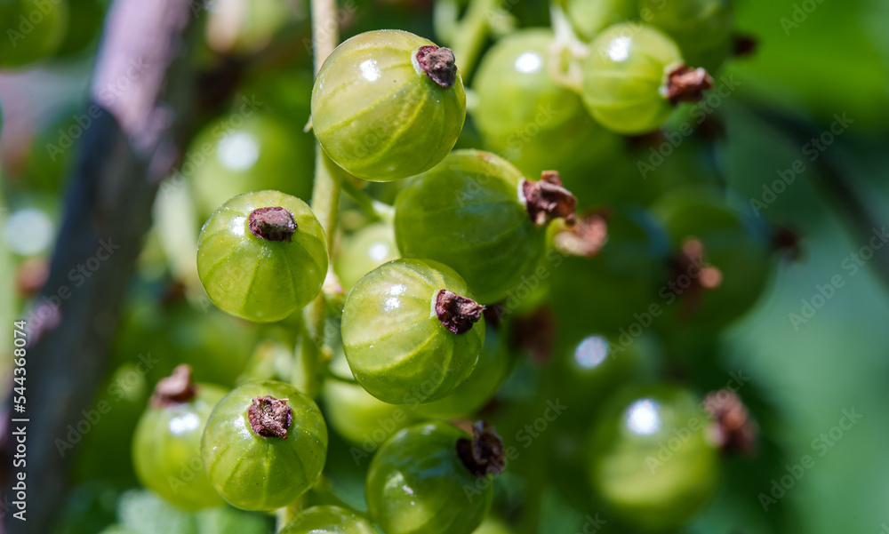 Young unripe green currant on a bush. Young unripe green currant on a bush.