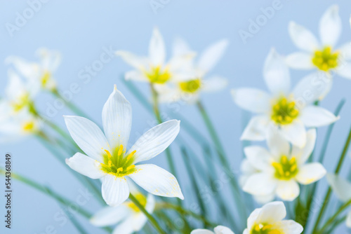 White buds of flowering Zephyranthes candida with delicate petals and yellow stamens. Turquoise background. photo