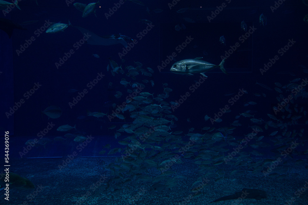 Fototapeta premium 沖縄の海や海洋生物