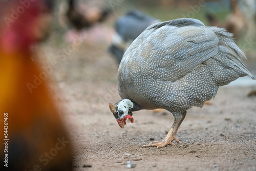 A guinea fowl hen is pinching on dirt ground to find something eat. Animal portrait photo, eye selective focus.