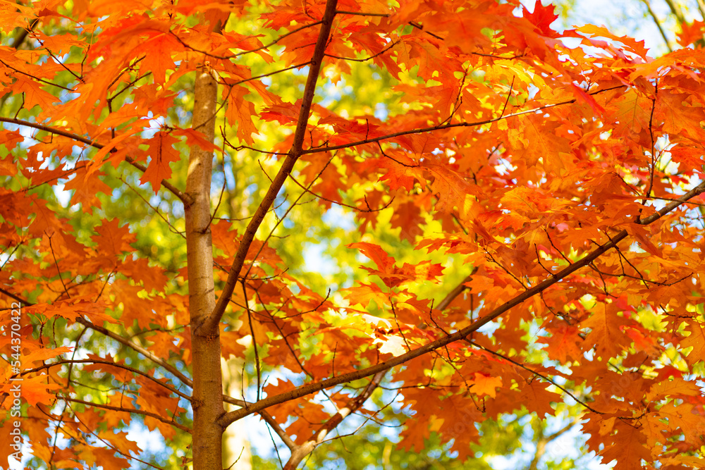 seasonal oak fall leaves on branch. oak fall leaves. fall season with oak leaves seasonal oak fall leaves on branch. oak fall leaves. fall season with oak leaves