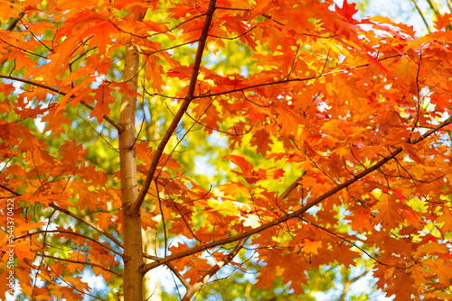 seasonal oak fall leaves on branch. oak fall leaves. fall season with oak leaves