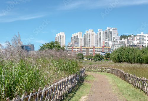 Park  trees  and silver grass walkway with a building skyscraper cityscape view of downtown Ulsan at Taehwagang South Korea