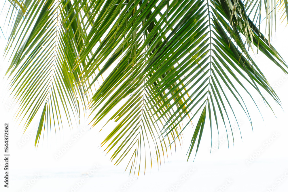 Fototapeta premium palm tree isolated on white