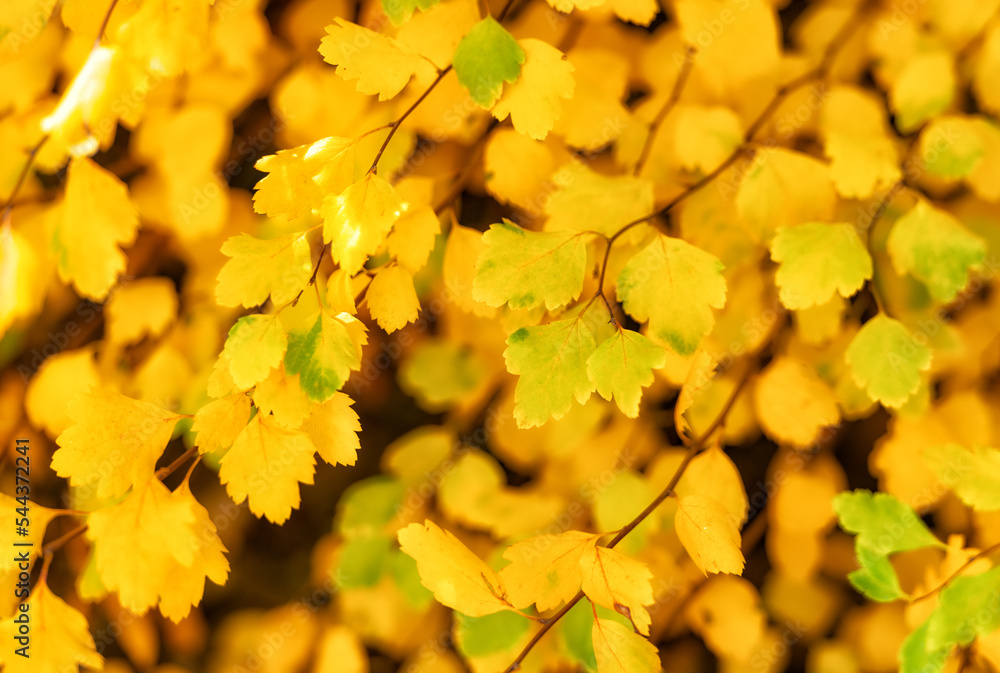 yellow autumn season leaves. macro of yellow autumn nature leaves. autumn season nature with leaves yellow autumn season leaves. macro of yellow autumn nature leaves. autumn season nature with leaves