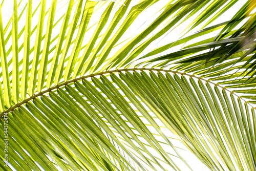 Green leaves of coconut tree for nature background  abstract background of green leaves  nature  palm leaves on white background.