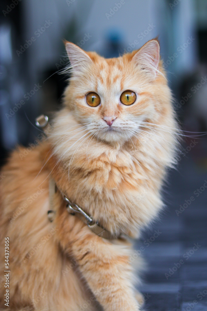 Obraz premium Close-up of a female orange long-haired Persian cat.