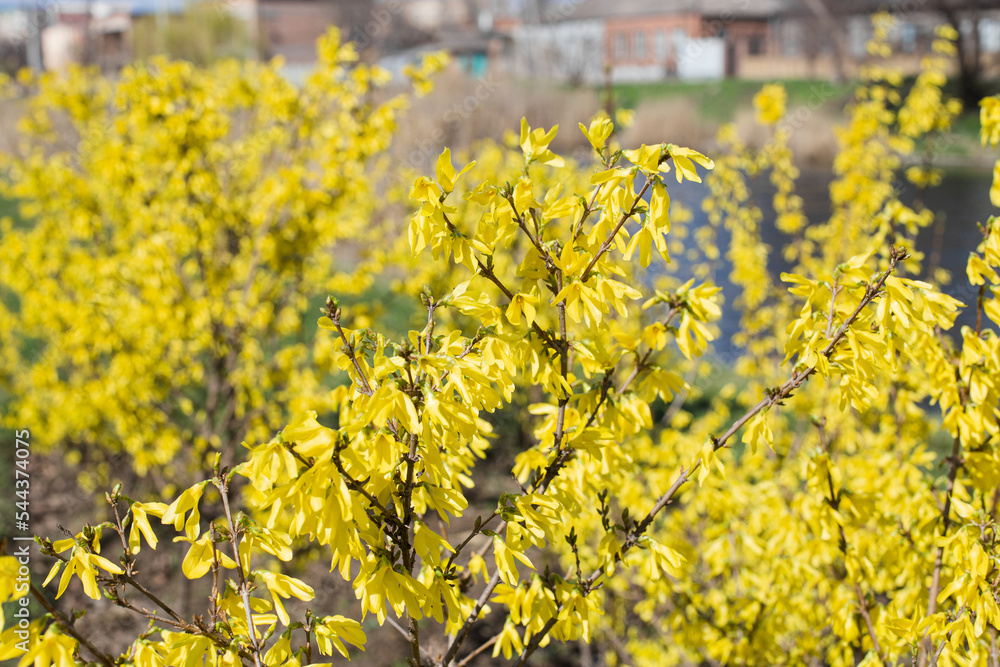 Blooming yellow flowers of the tree in early spring. Spring branches of a flowering tree on a sunny day Blooming yellow flowers of the tree in early spring. Spring branches of a flowering tree on a sunny day