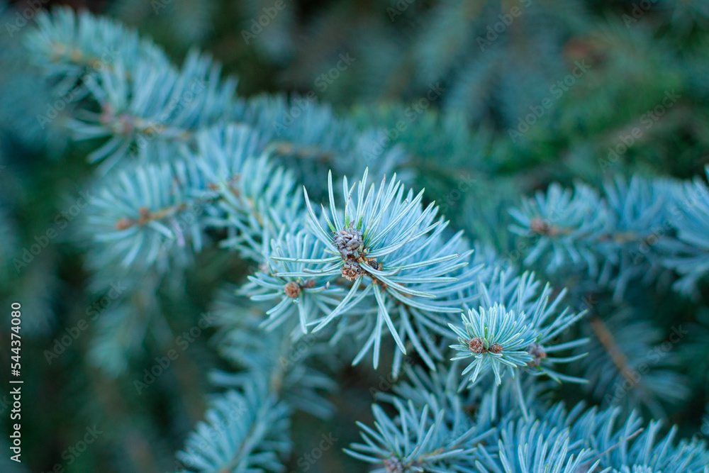 The needles of a blue spruce close-up. Close-up of a spruce tree branch on a natural background. The needles of a blue spruce close-up. Close-up of a spruce tree branch on a natural background.