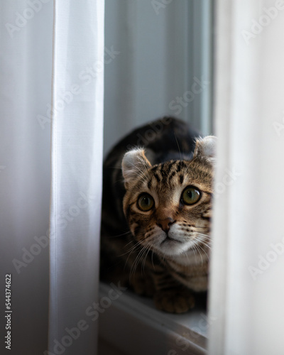 cat hiding in curtains