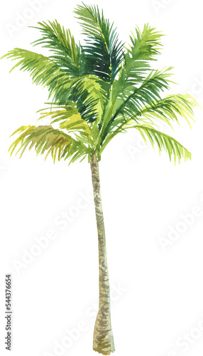 Palm tree watercolor illustration. Tropical plant, palm. PNG © ElenaDoroshArt