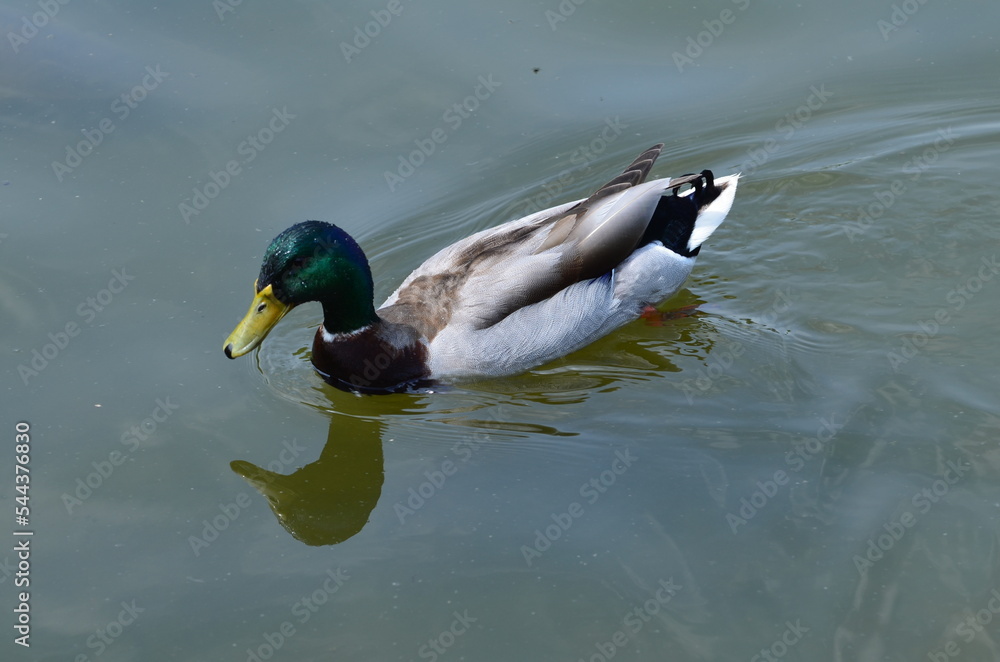Canard Canard