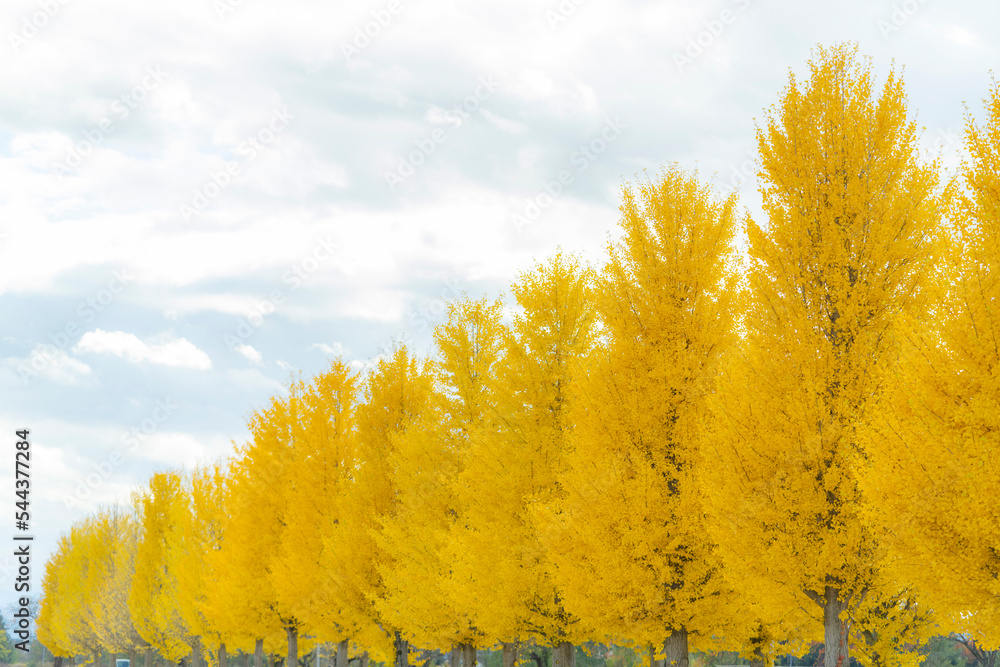 Fototapeta premium Ginkgo trees 銀杏並木