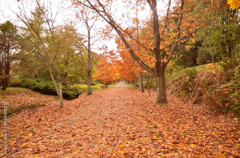 Naklejka premium autumn in the forest