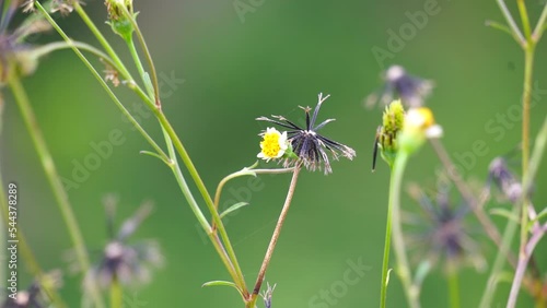 Bidens alba (Also called shepherd's needles, beggarticks, Spanish needles, butterfly needles. Bidens is considered by some as a broad spectrum antimicrobial, useful particularly against infections photo