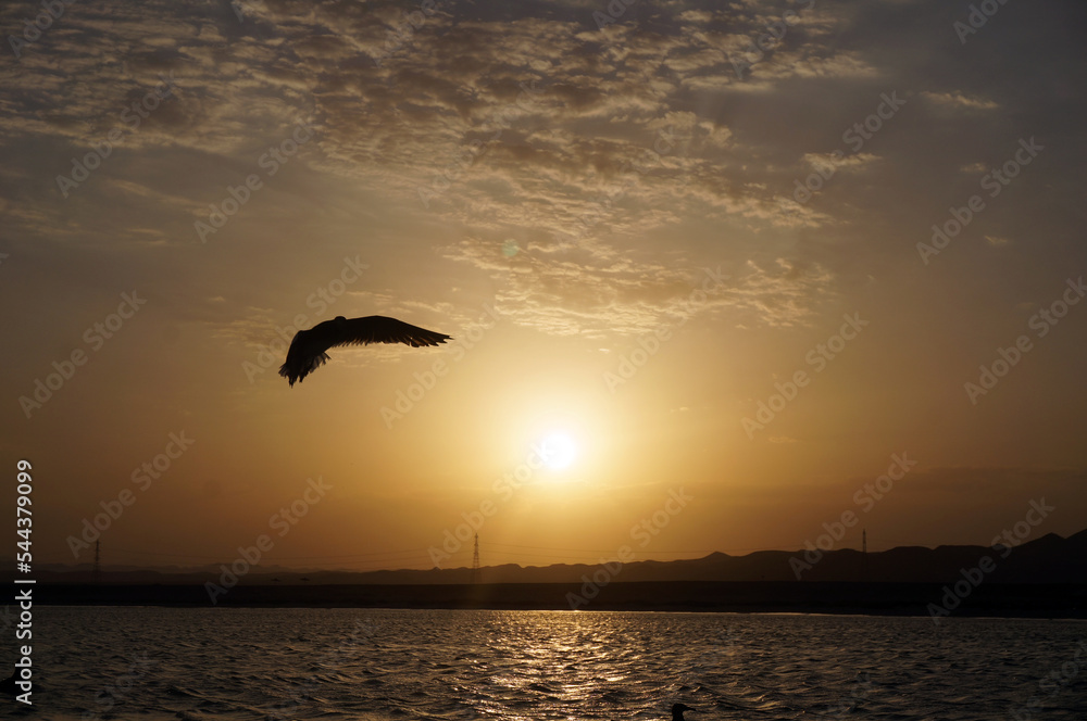 Naklejka premium seagull on the sunset