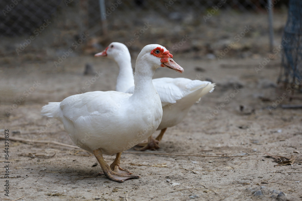 Group white duck in farm thailand Group white duck in farm thailand