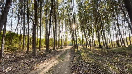 Sunlight and scenic path in the autumn forest - 4K