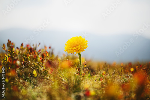 Fototapeta Naklejka Na Ścianę i Meble -  Giant Catsear (Hypochaeris uniflora), Bieszczady Mountains - Sep 2016 - Poland