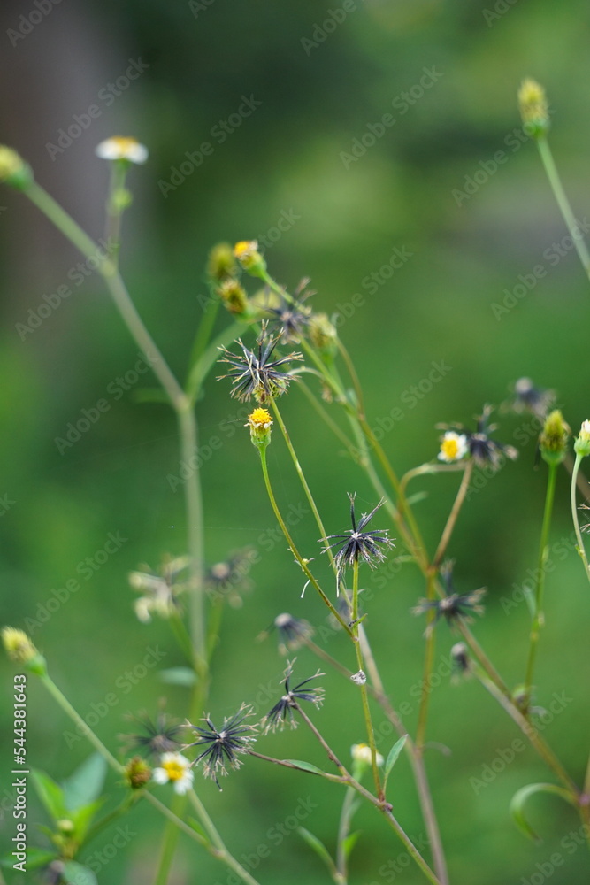 Bidens alba (Also called shepherd's needles, beggarticks, Spanish needles, butterfly needles. Bidens is considered by some as a broad spectrum antimicrobial, useful particularly against infections Bidens alba (Also called shepherd's needles, beggarticks, Spanish needles, butterfly needles. Bidens is considered by some as a broad spectrum antimicrobial, useful particularly against infections