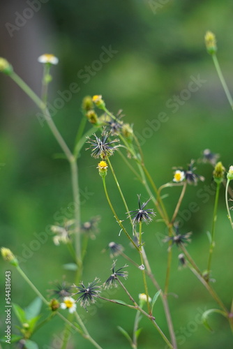 Bidens alba (Also called shepherd's needles, beggarticks, Spanish needles, butterfly needles. Bidens is considered by some as a broad spectrum antimicrobial, useful particularly against infections © Mang Kelin