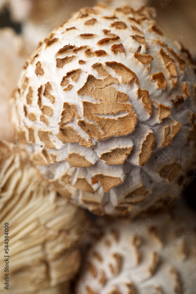Close up of a mushrooms