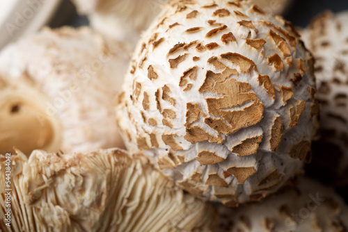 Close up of a mushrooms