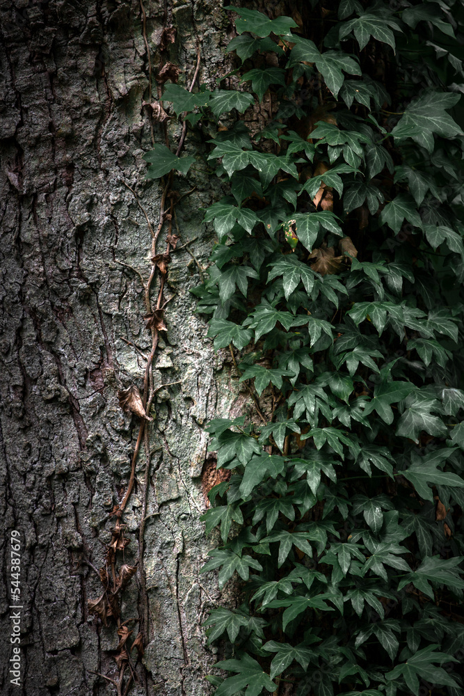 Green ivy growing on the tree trunk