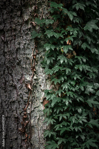 Obraz na płótnie Green ivy growing on the tree trunk w salonie