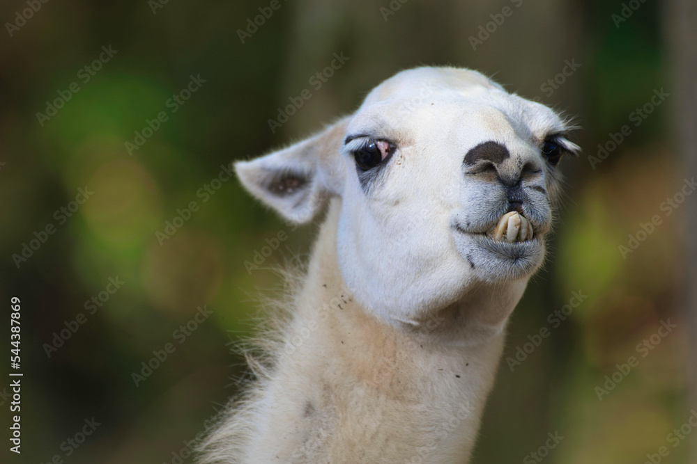 Lama