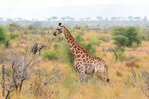 Giraffe on the savannah in Kruger National Park