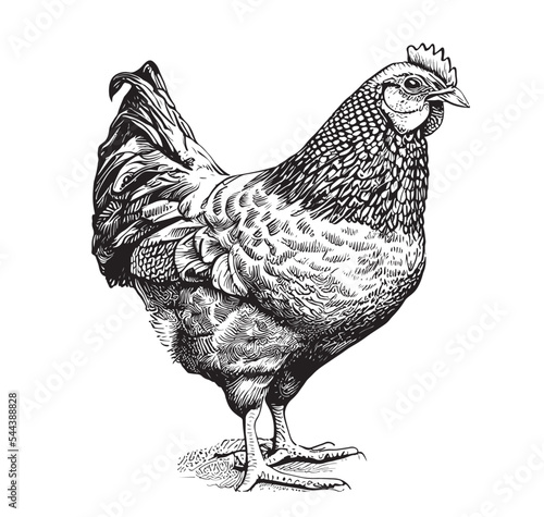 Leinwand Poster Hen chicken standing hand drawn sketch.Vector illustration.