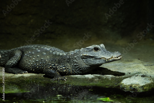 Krokodil am Wasser