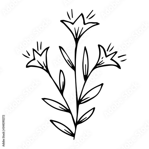 hand drawn botanical flower doodle element for floral design concept © Isolda