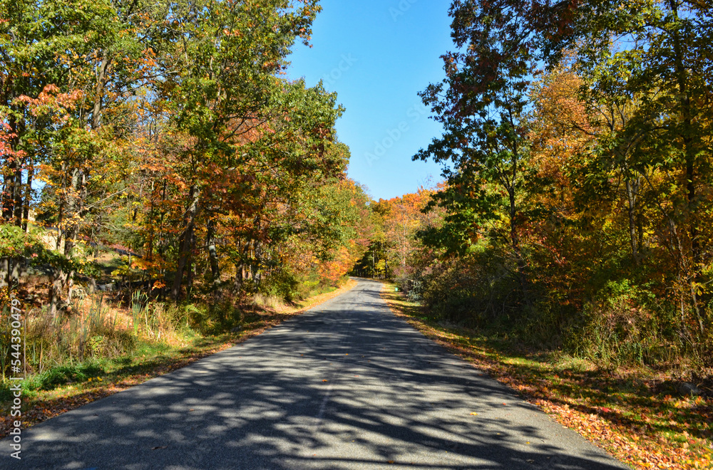 Fototapeta premium road in the autumn forest