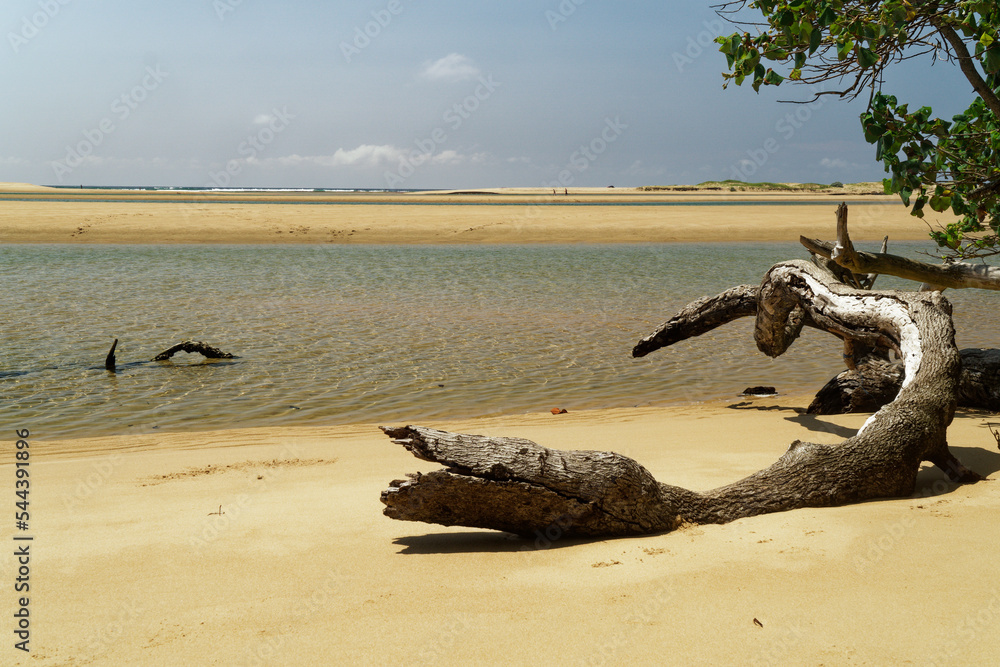 Baum liegt im Wasser am Kosi Bay Mouth, KwaZulu-Natal, Südafrika - obrazy, fototapety, plakaty 