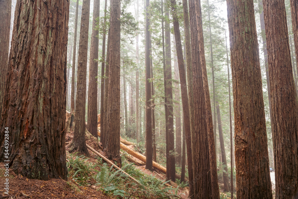 Naklejka premium Arcata Redwoods