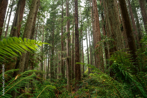 Arcata Community Forest
