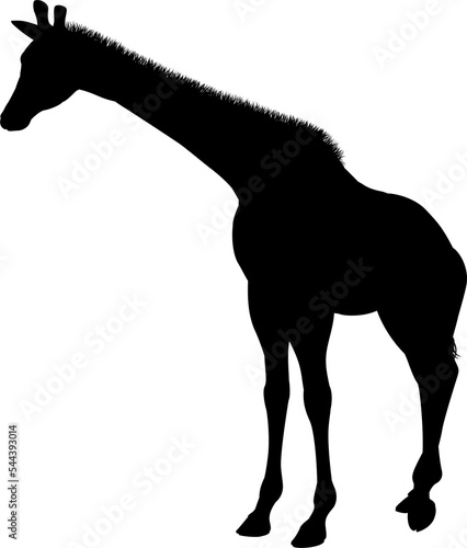Giraffe Animal Silhouette