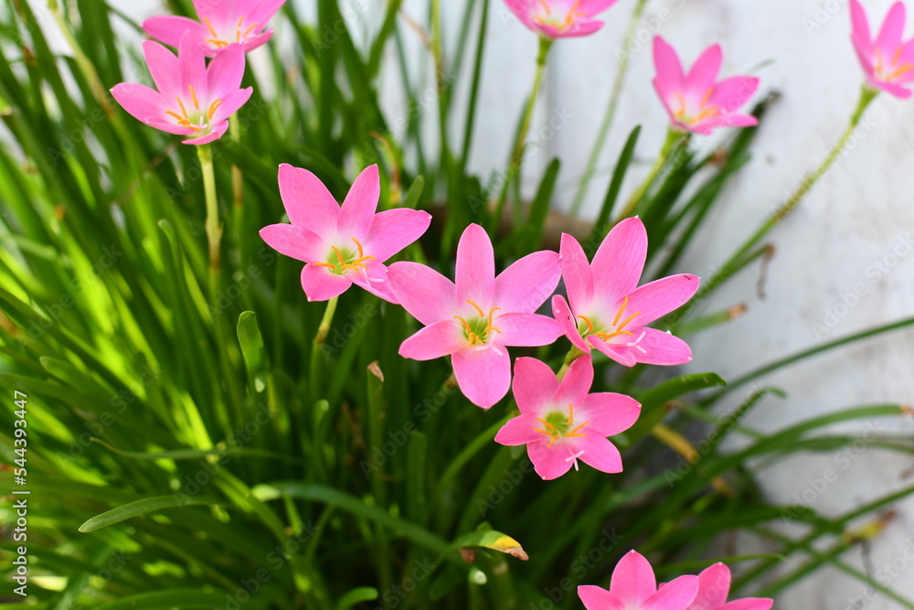 pink flowers in the garden pink flowers in the garden