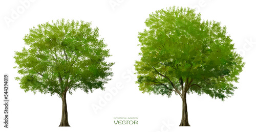 Vector watercolor of tree side view isolated on white background for landscape and architecture drawing, elements for environment and garden, painting botanical for section and elevation