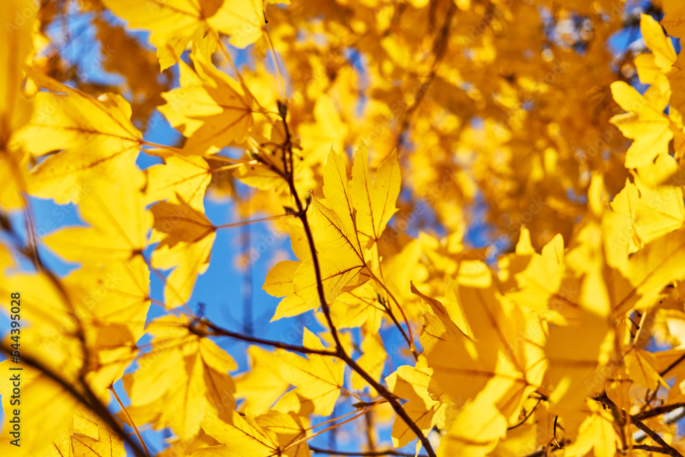 Obraz premium background with autumn yellow leaves in sunny day